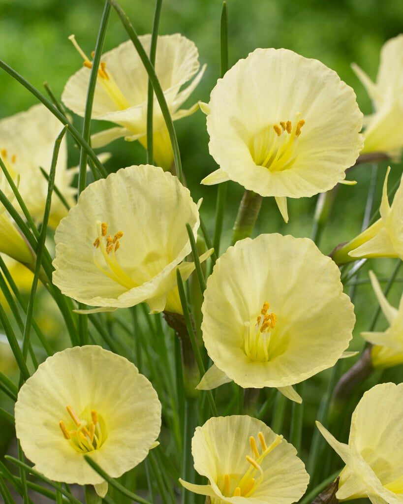 daffodil 'Julia Jane'