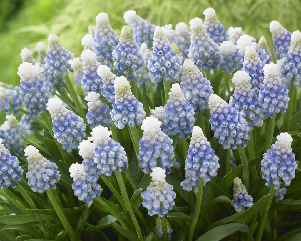 grape hyacinth 'Mountain Lady'