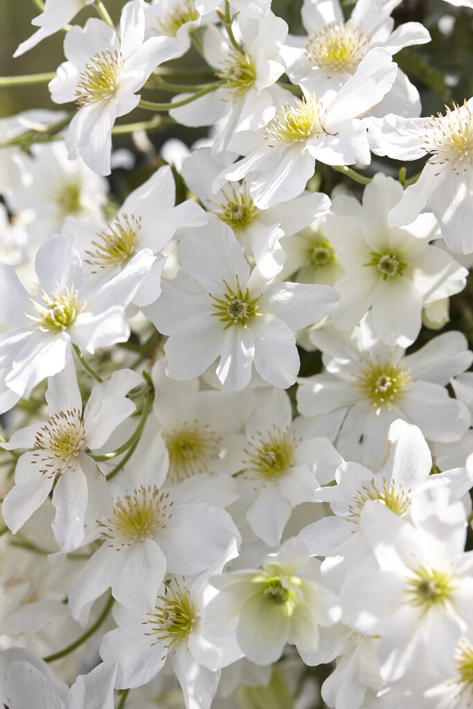 Clematis × cartmanii &Avalanche&PBR (Fo/m) clematis &Avalanche& Alpine Rockery/RHS Gardening