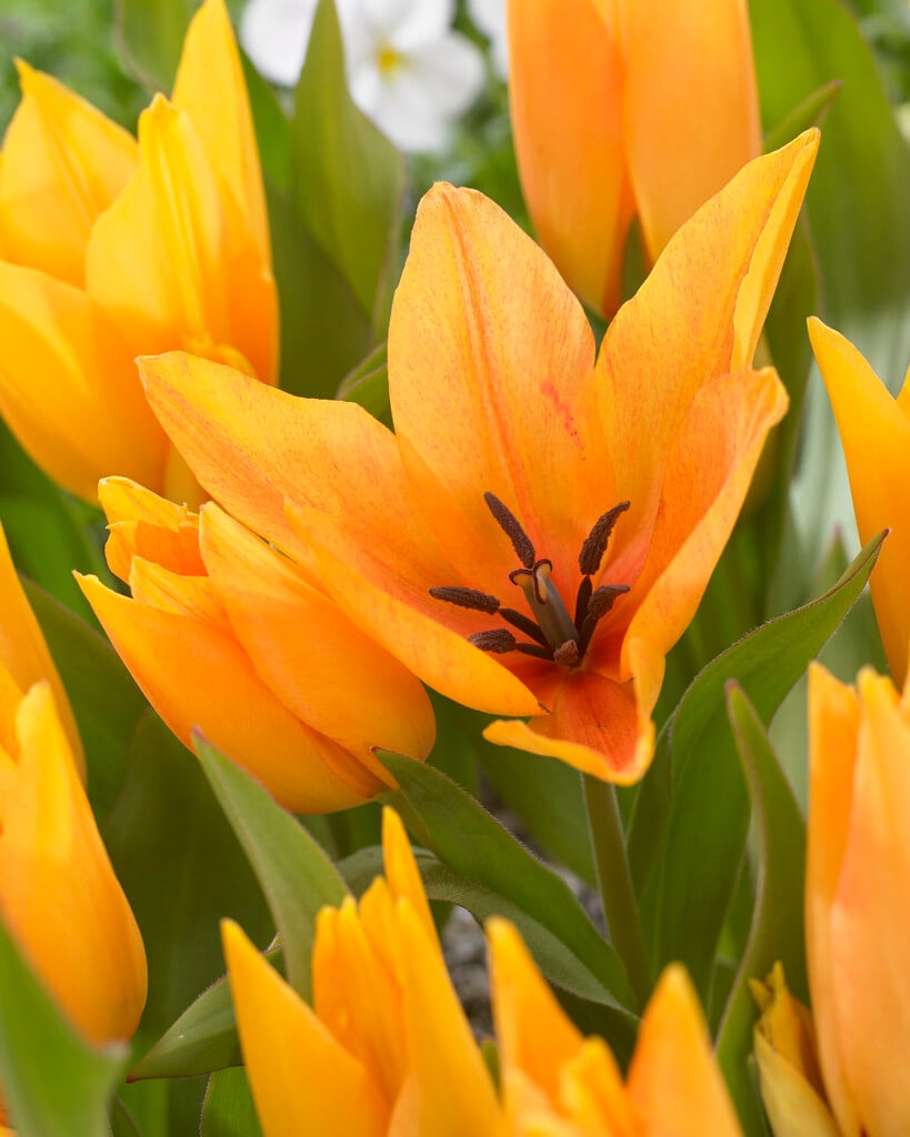 tulip 'Moondance'