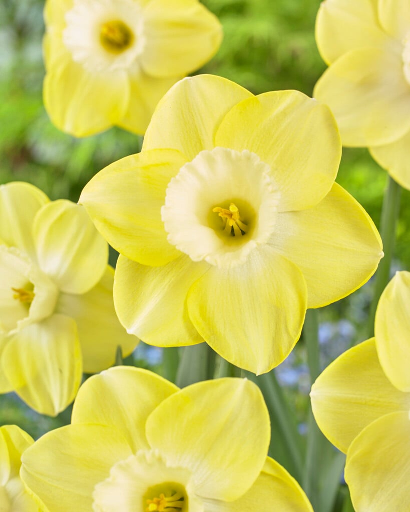 daffodil 'Avalon'