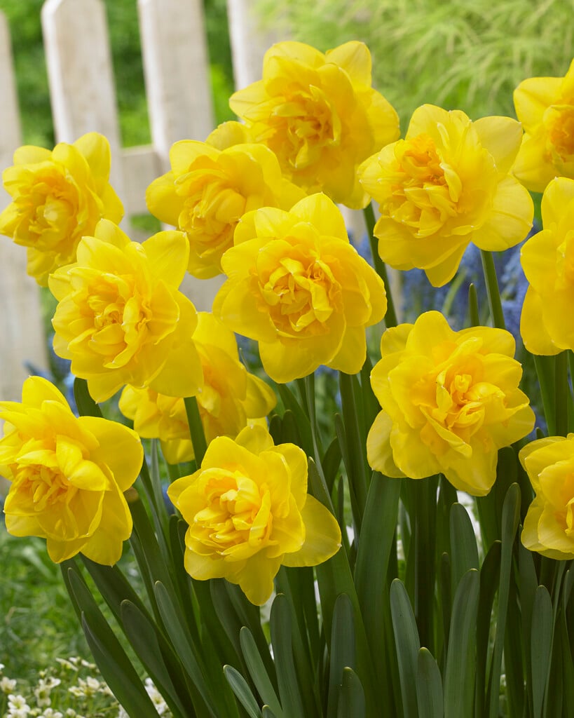 daffodil 'Sherborne'