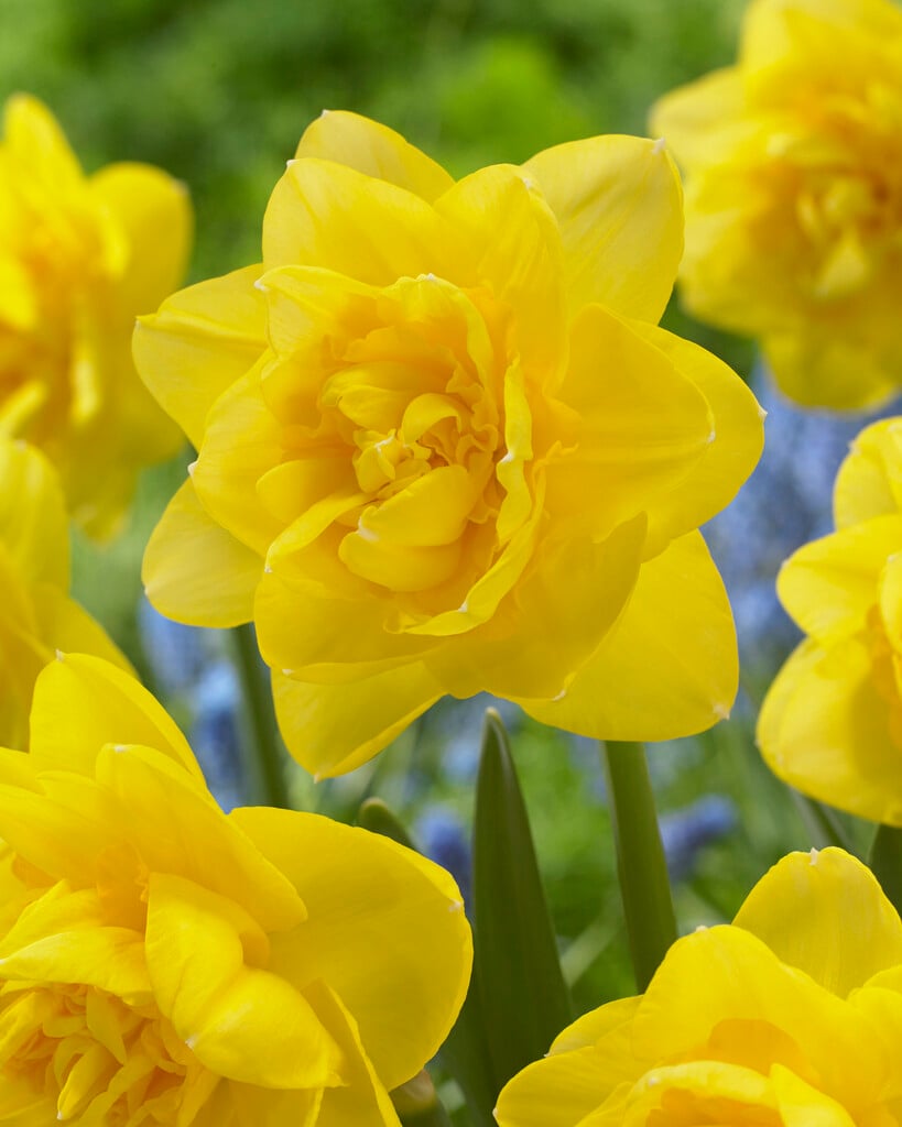 daffodil 'Sherborne'