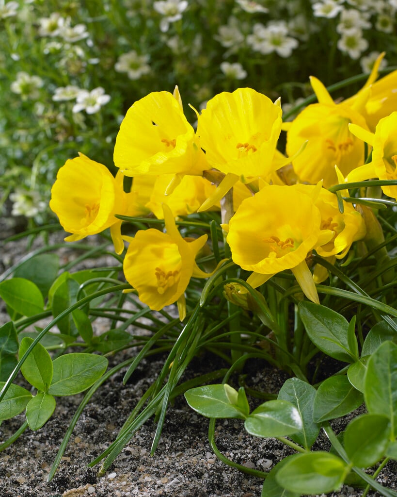 hoop petticoat daffodil 'Diamond Ring'