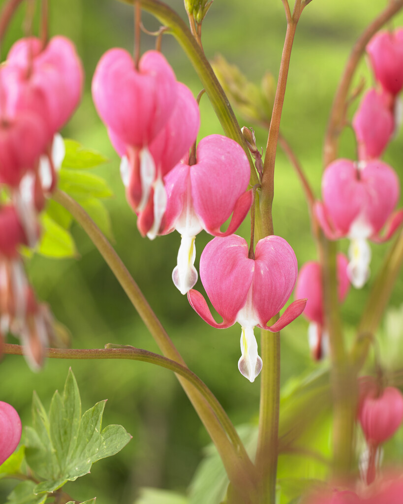 bleeding heart