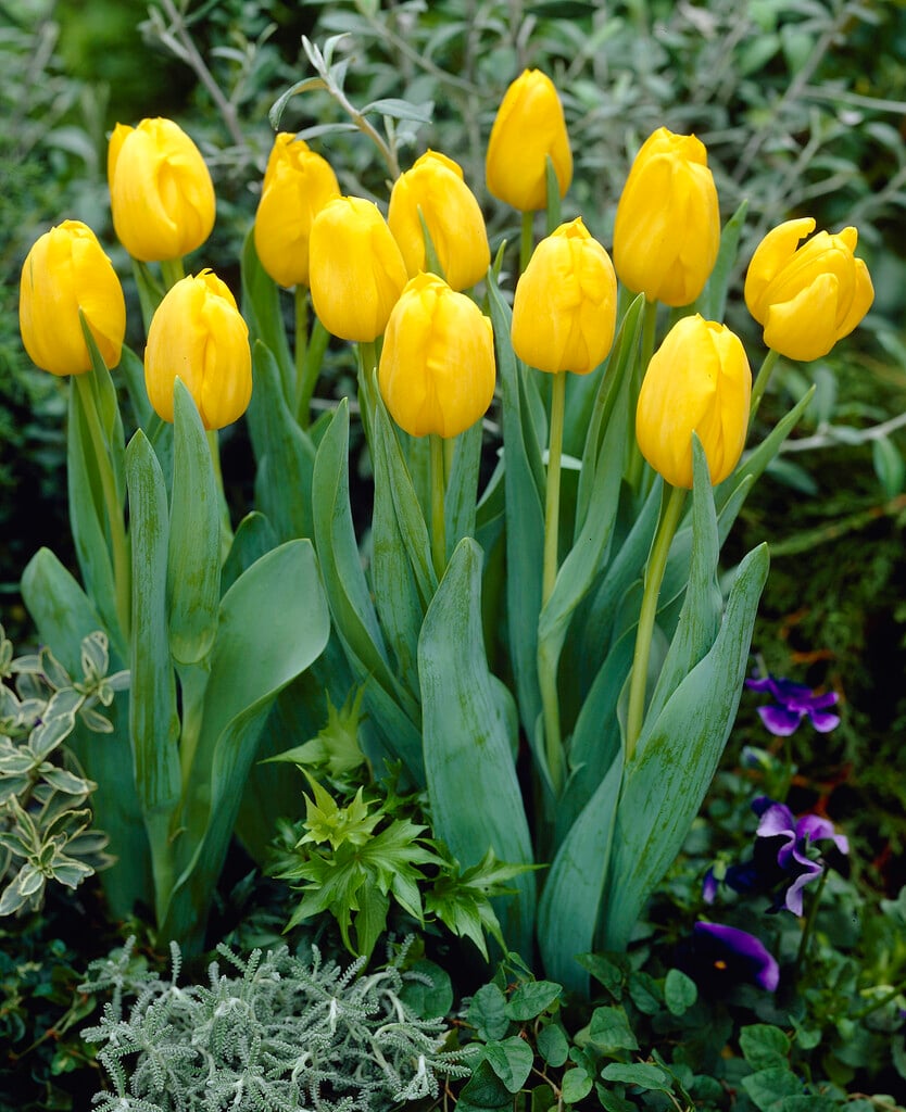 tulip 'Bellona'