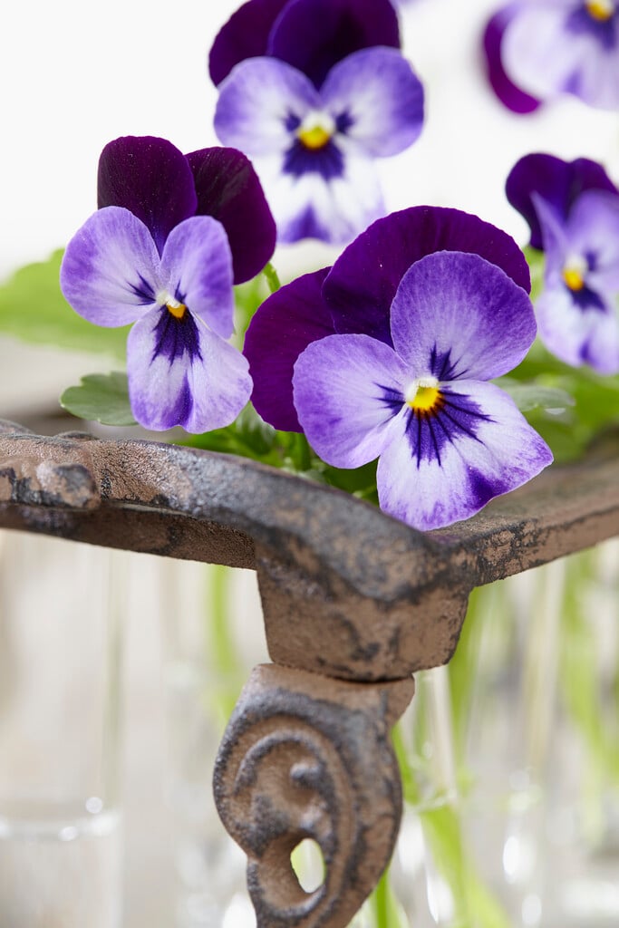 <i>Viola</i> <i>tricolor</i> subsp. <i>tricolor</i>
