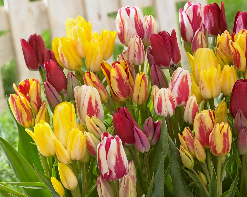 <i>Tulipa</i> Club mix