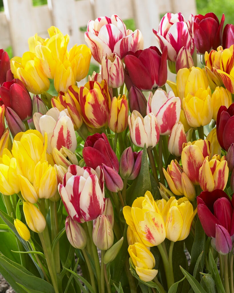 <i>Tulipa</i> Club mix