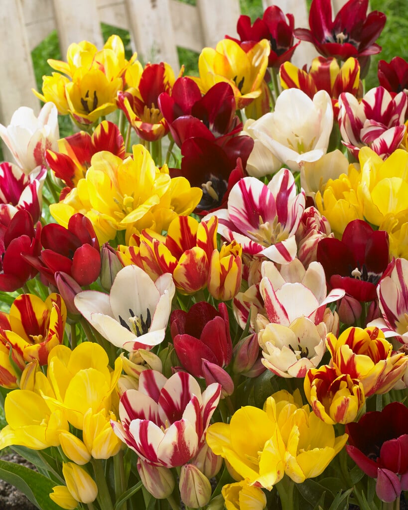 <i>Tulipa</i> Club mix