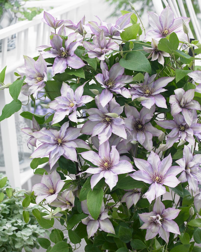 clematis [Samaritan Jo]