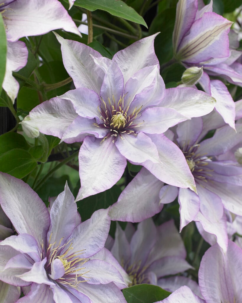 clematis [Samaritan Jo]