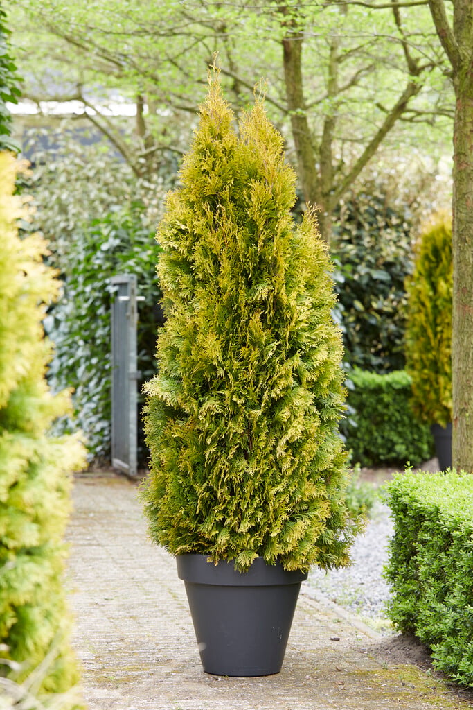 white cedar 'Jantar'