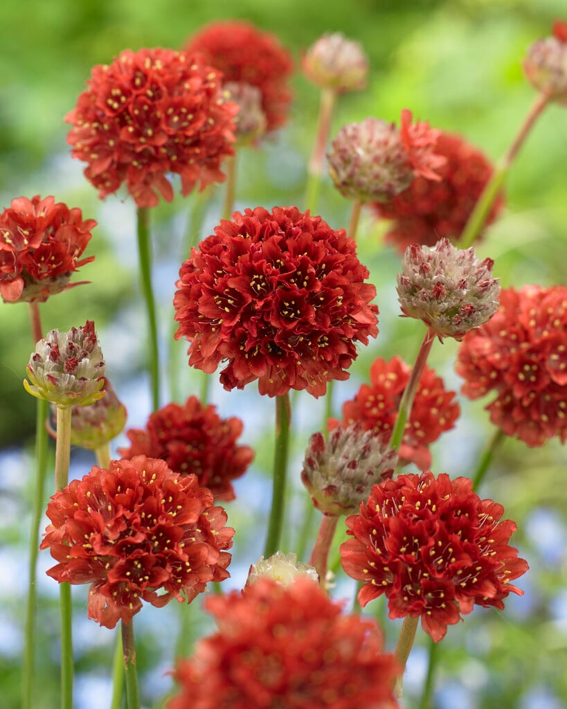 great thrift 'Ballerina Red'