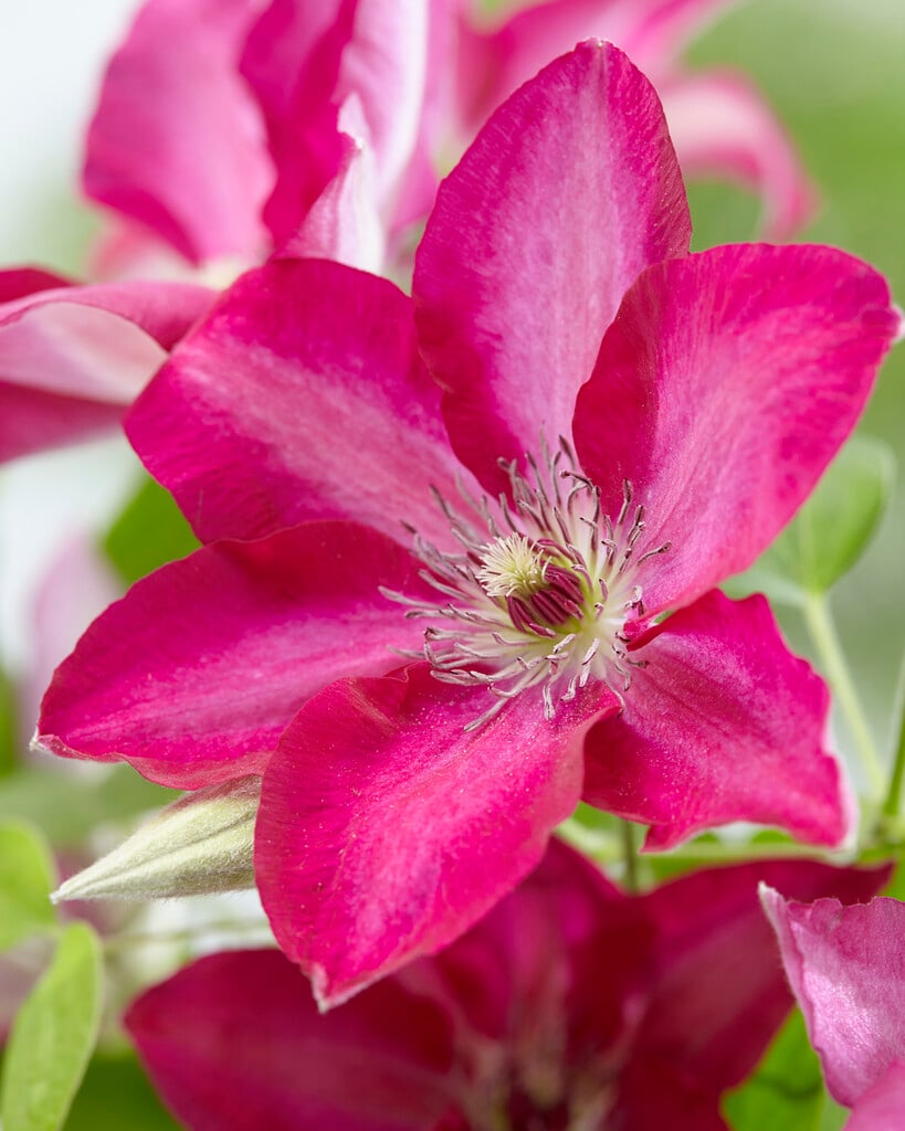 clematis [Tekla]