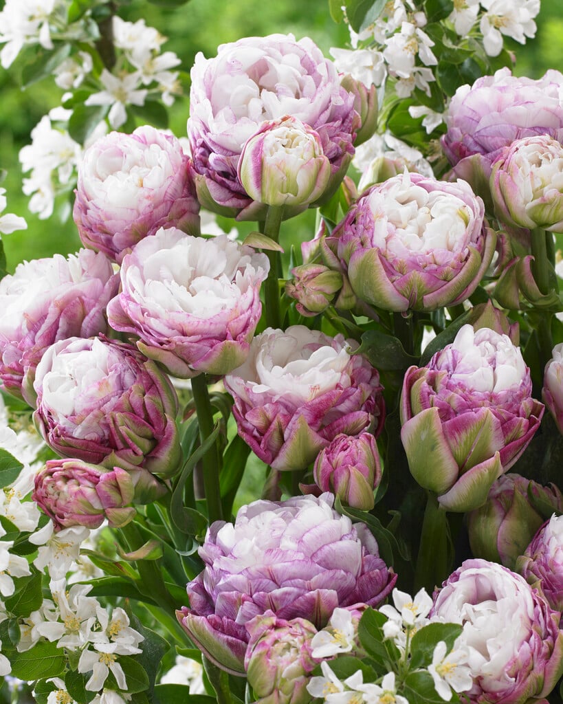 tulip 'Peggy Wonder'