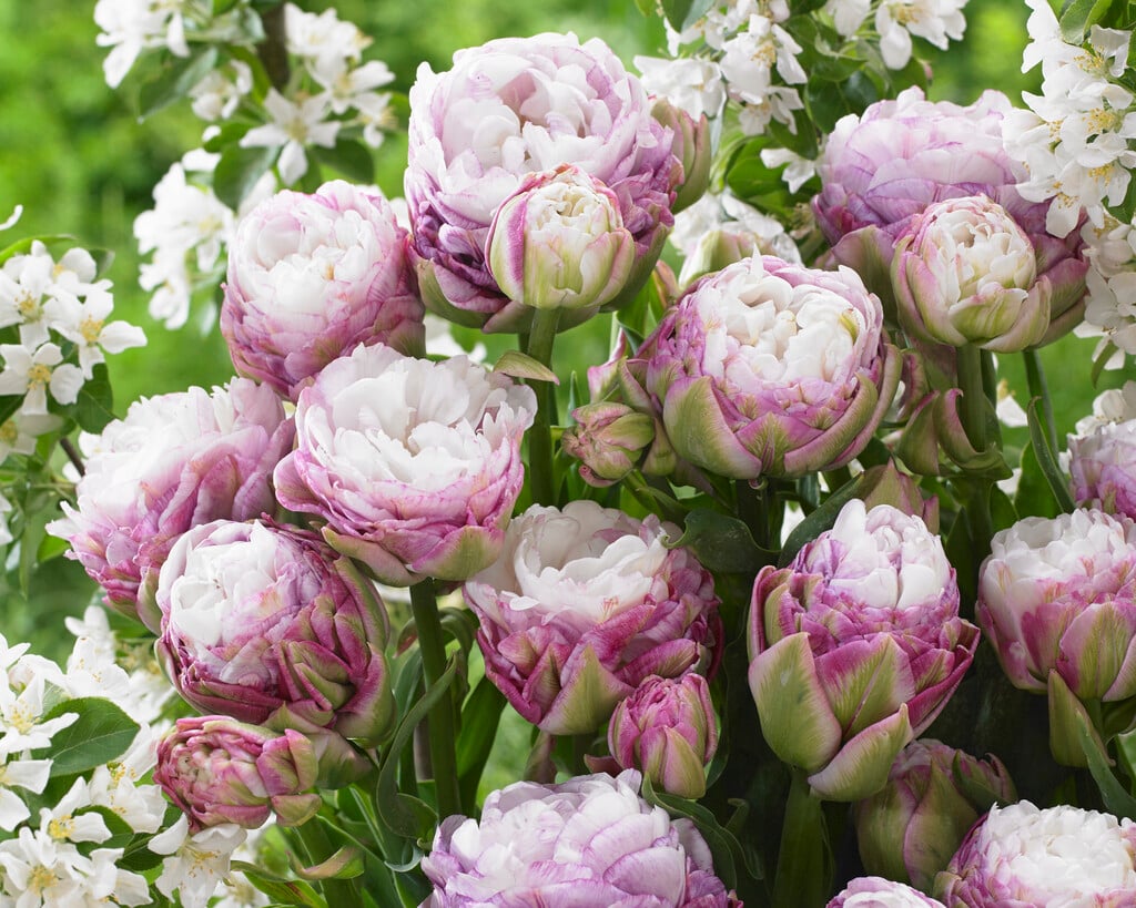 tulip 'Peggy Wonder'