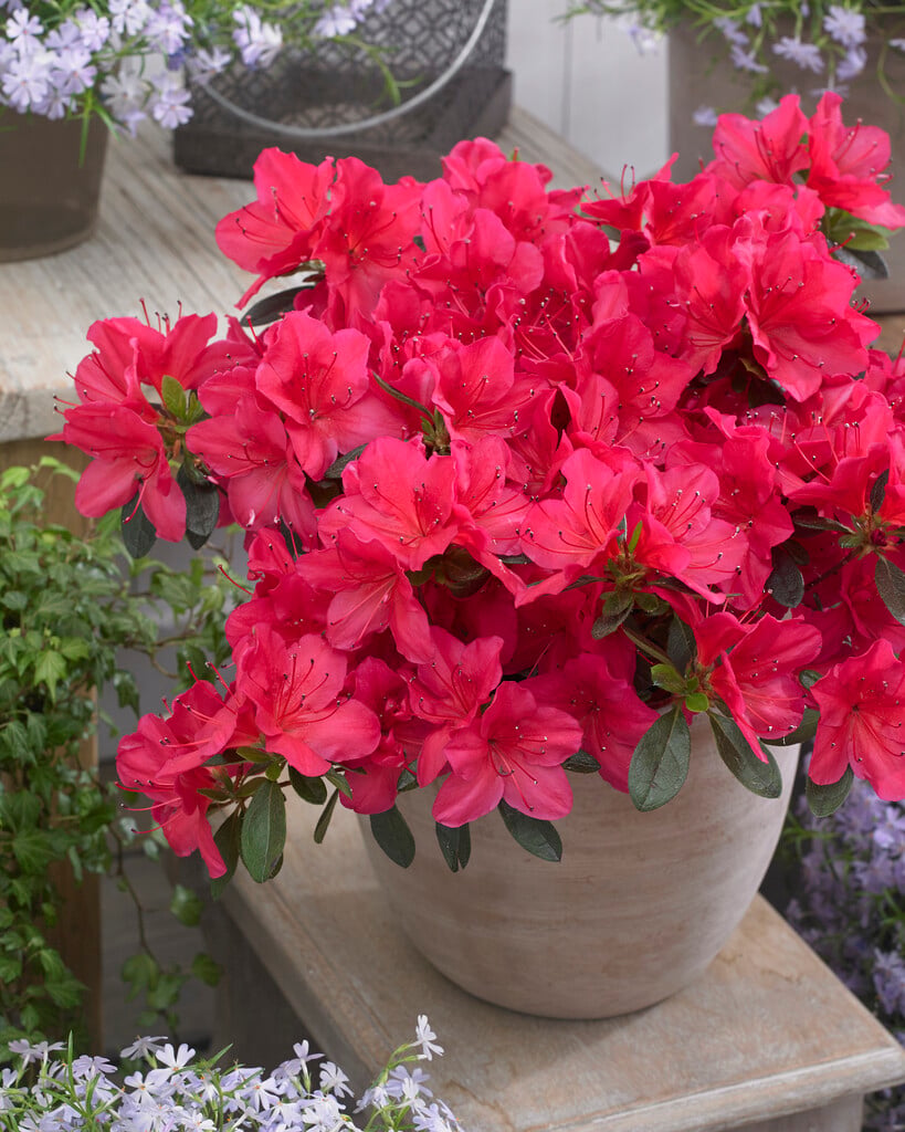 rhododendron 'Kazuko'