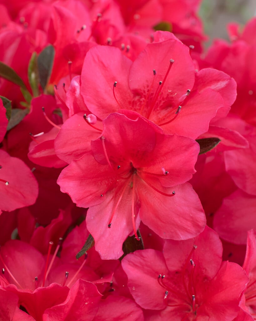 rhododendron 'Kazuko'