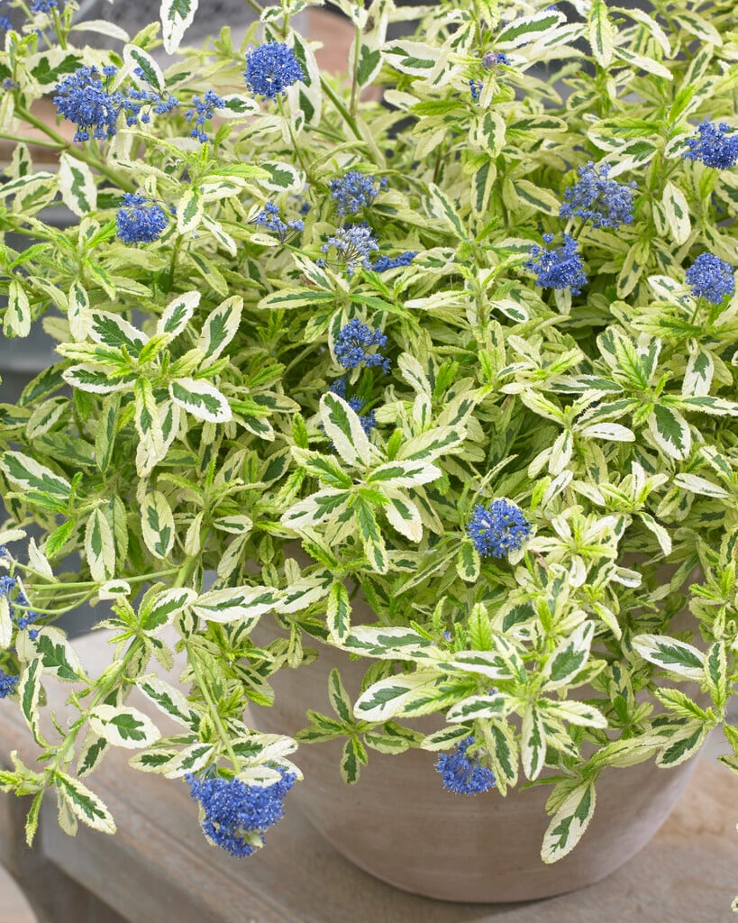 Californian lilac 'Lemon and Lime'