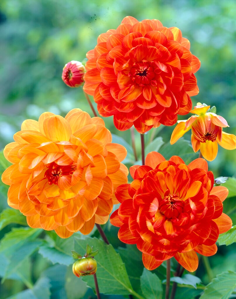 dahlia 'Graceland'