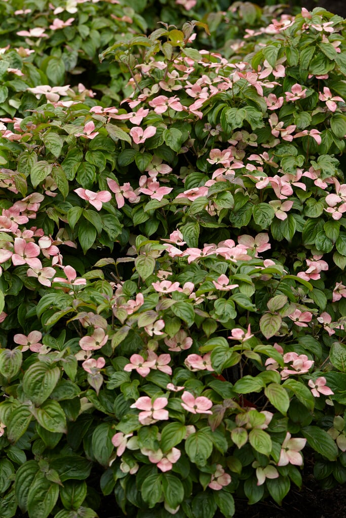 kousa 'Miss Satomi'