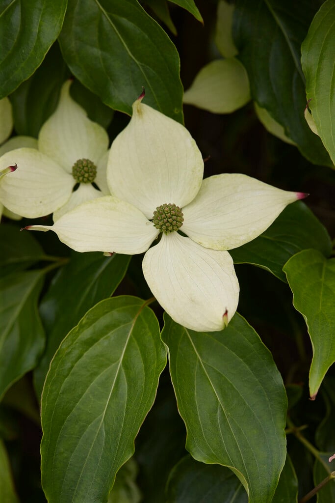 Cornus kousa &Pink Lips& | kousa &Pink Lips& Shrubs/RHS Gardening