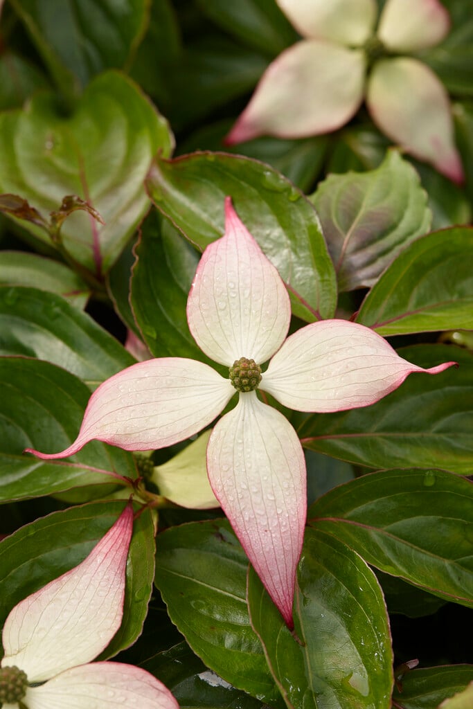 kousa 'Dwarf Pink'