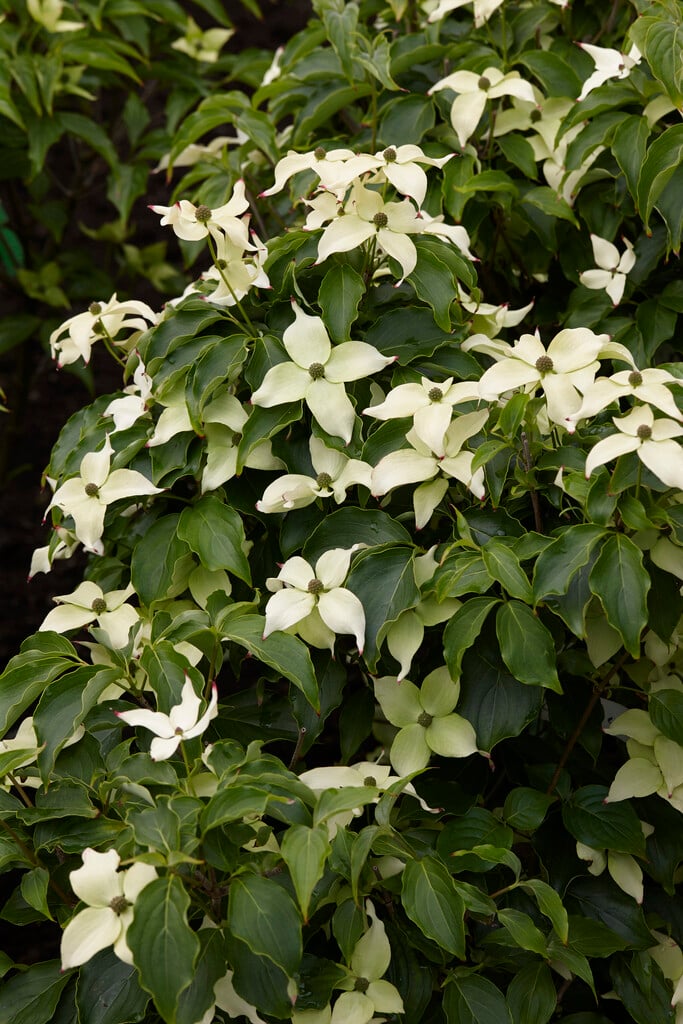 kousa 'Cherokee'
