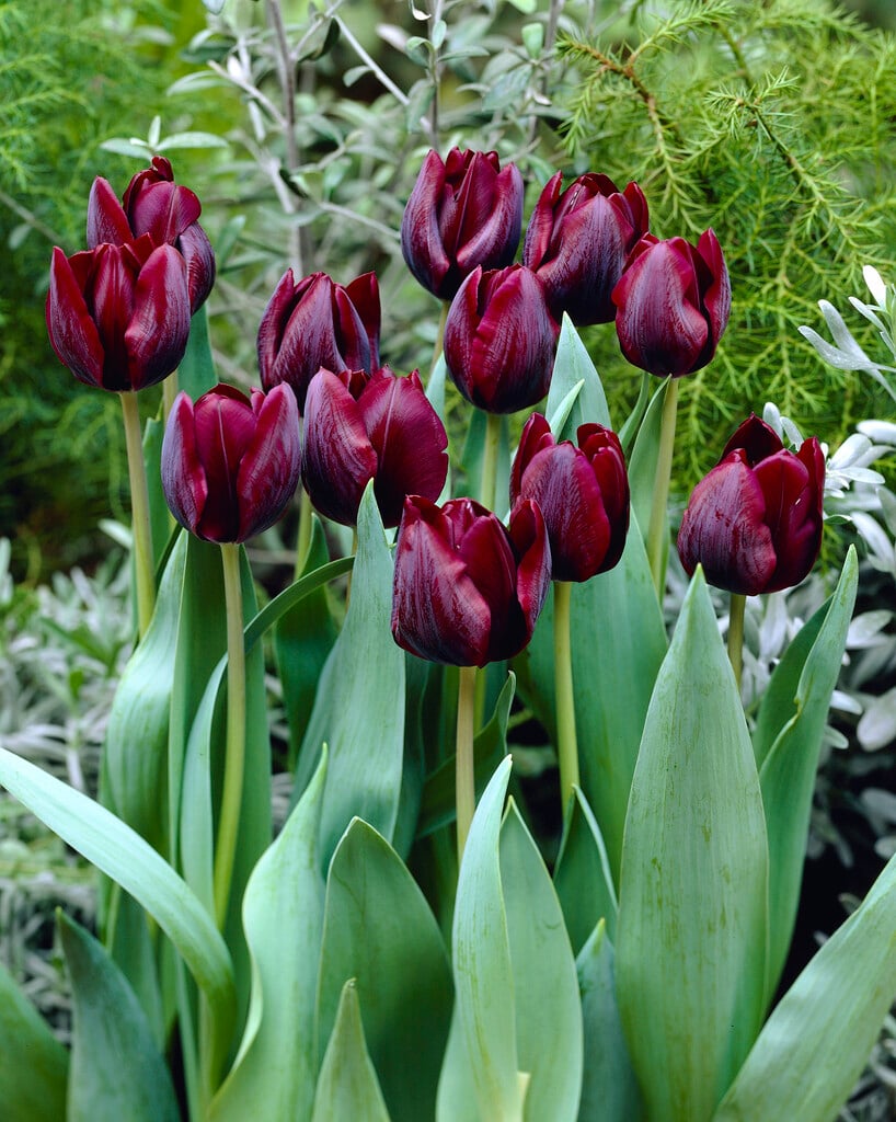 tulip 'Ronaldo'