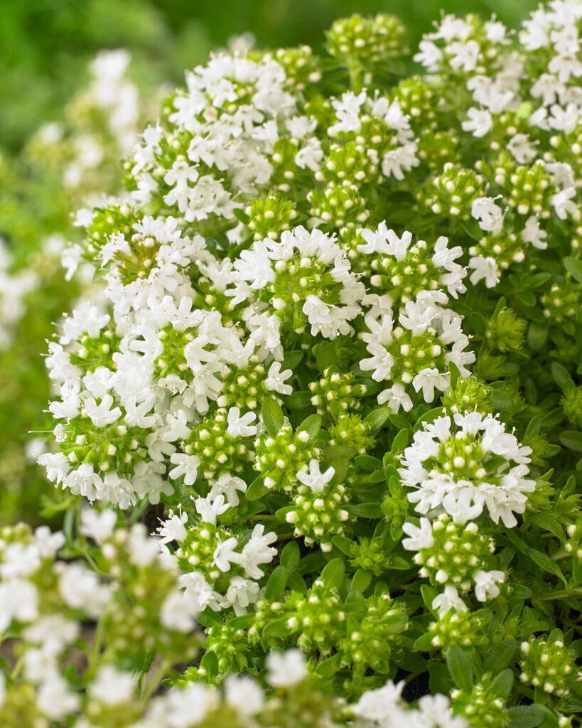 thyme 'Albiflorus'