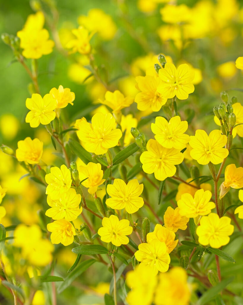 dwarf evening primrose