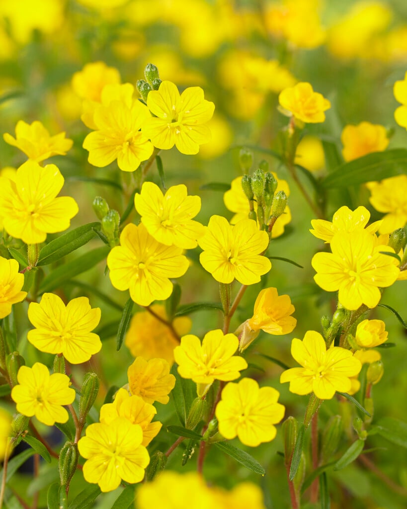 dwarf evening primrose