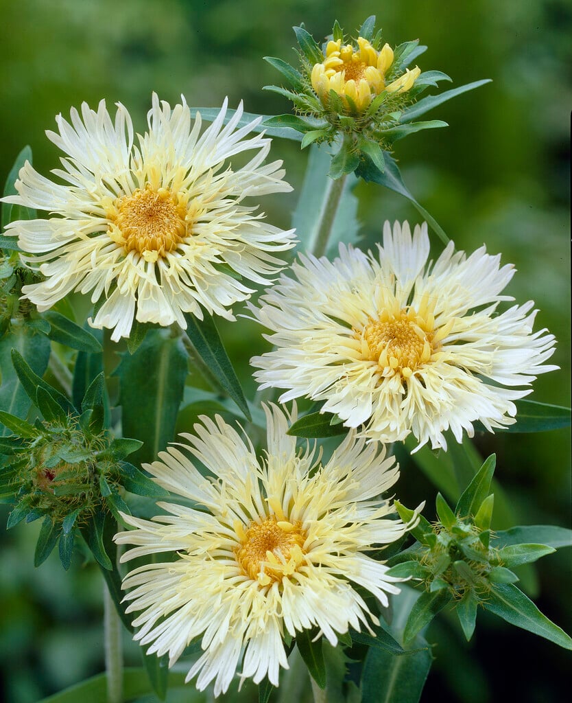 Stokes' aster 'Mary Gregory'