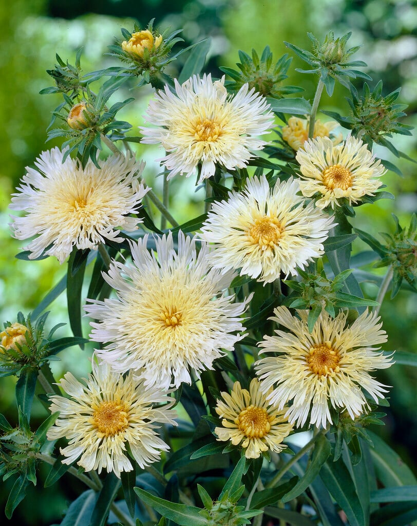 Stokes' aster 'Mary Gregory'
