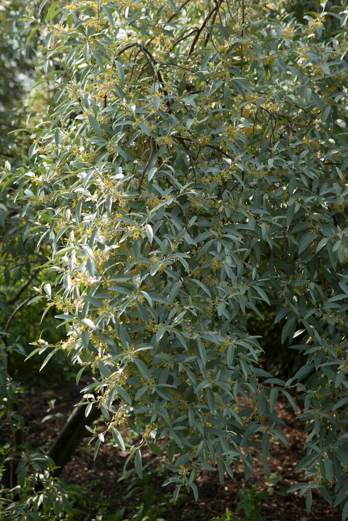 oleaster 'Quicksilver'