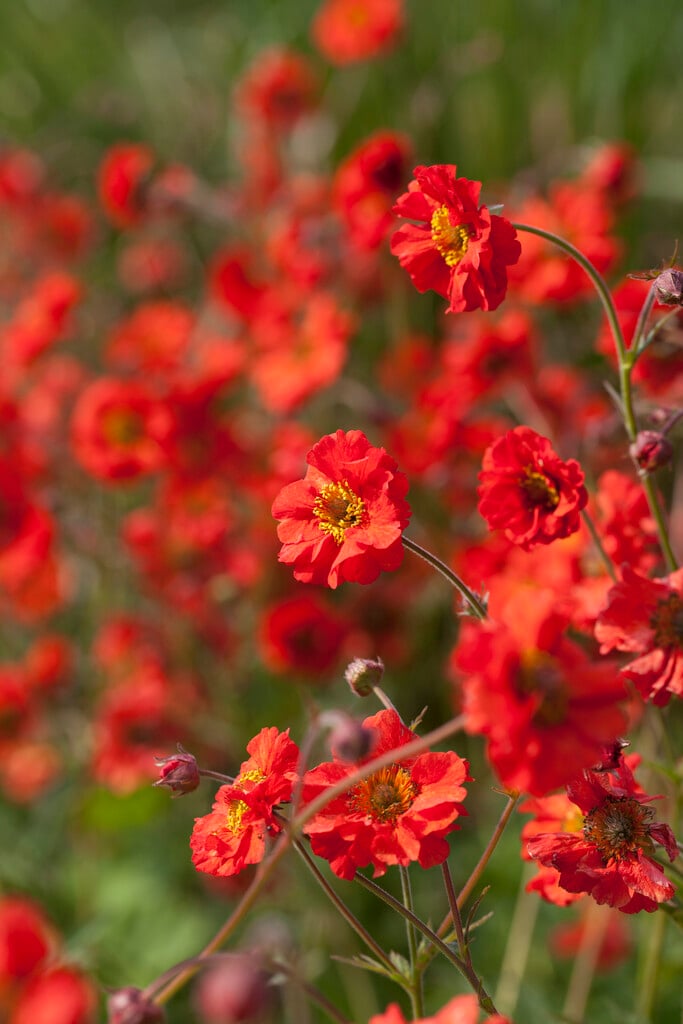 avens 'Rubin'