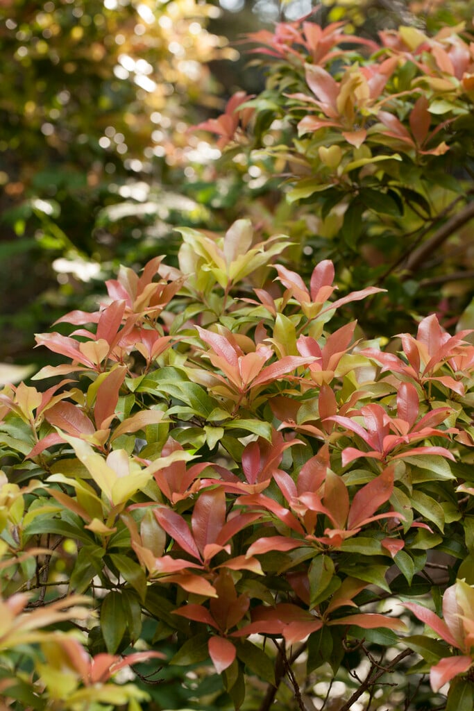 pieris 'Bert Chandler'