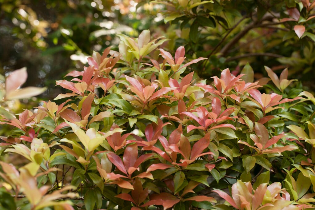 pieris 'Bert Chandler'