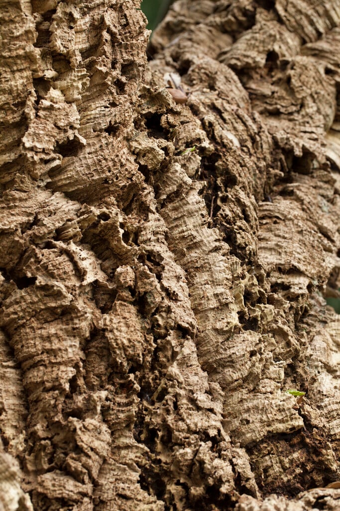 cork oak