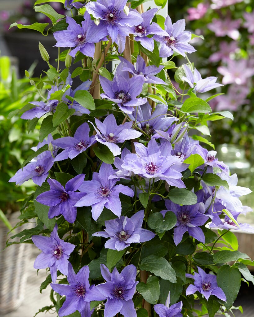 clematis [Parisienne]