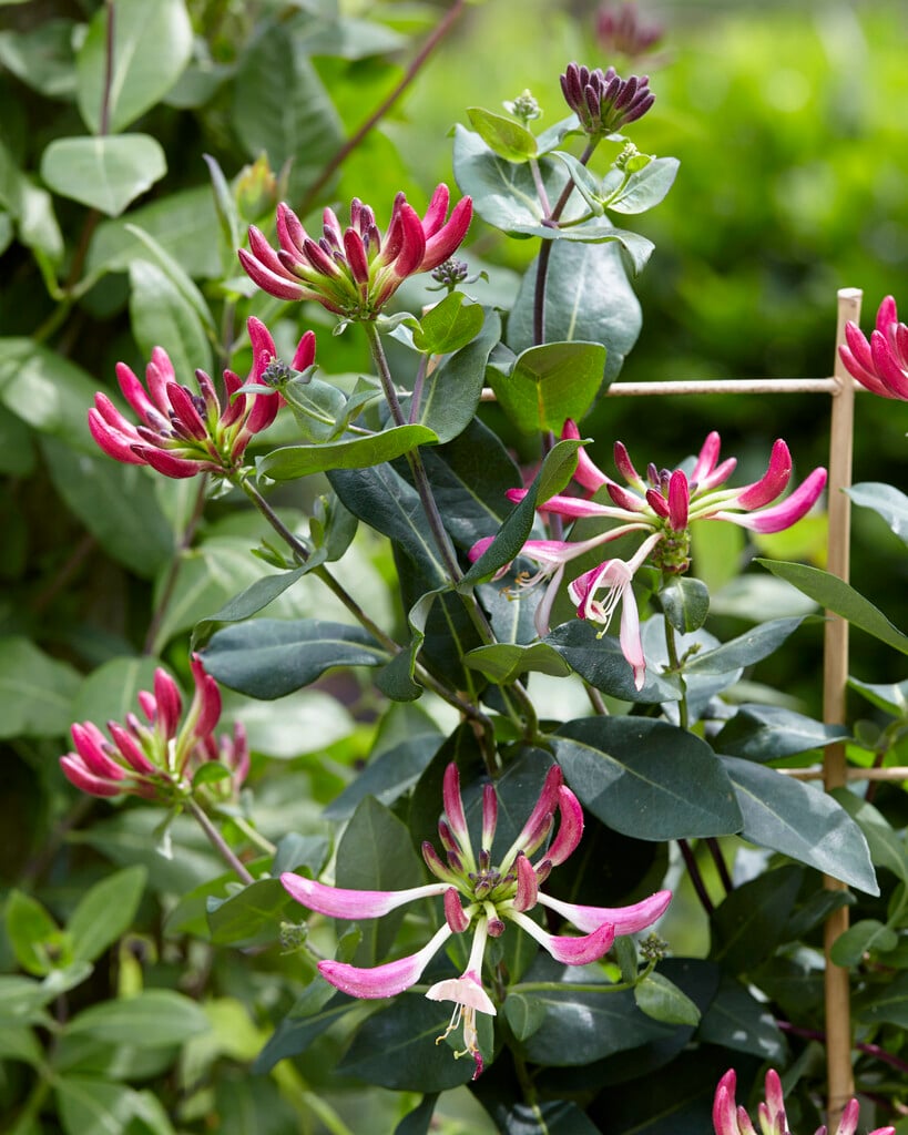 honeysuckle [Caprilia Imperial]