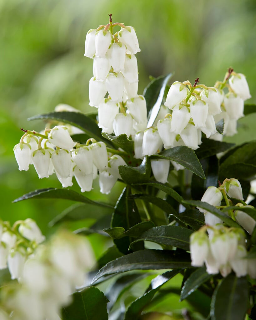 Pieris japonica Taiwanensis Group | pieris Taiwanensis Group Shrubs/RHS