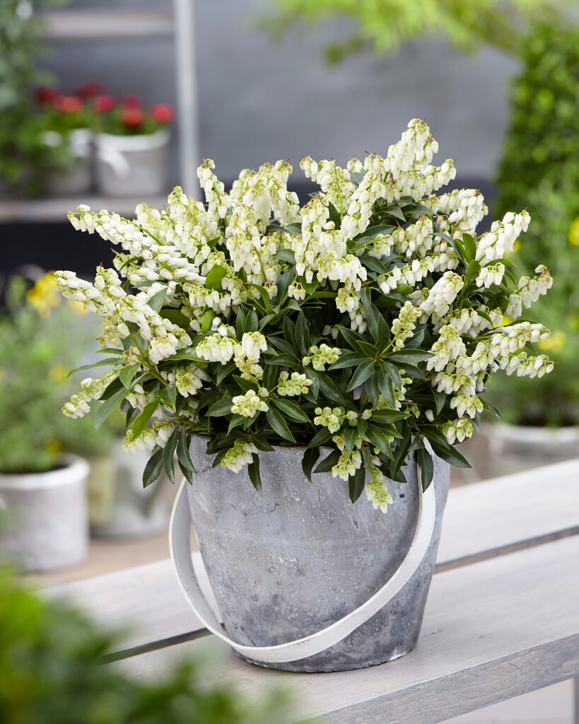 pieris Taiwanensis Group