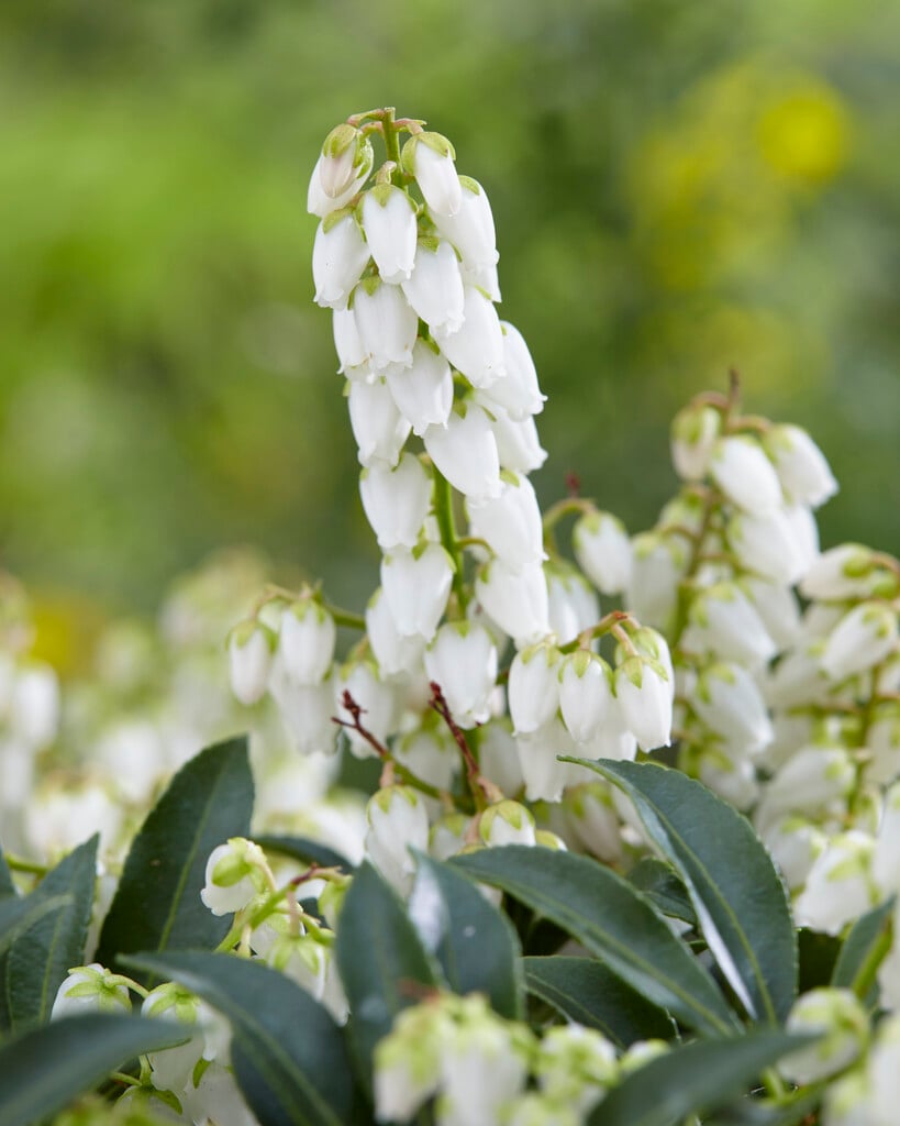 Pieris Taiwanensis Group | pieris Taiwanensis Group Shrubs/RHS Gardening