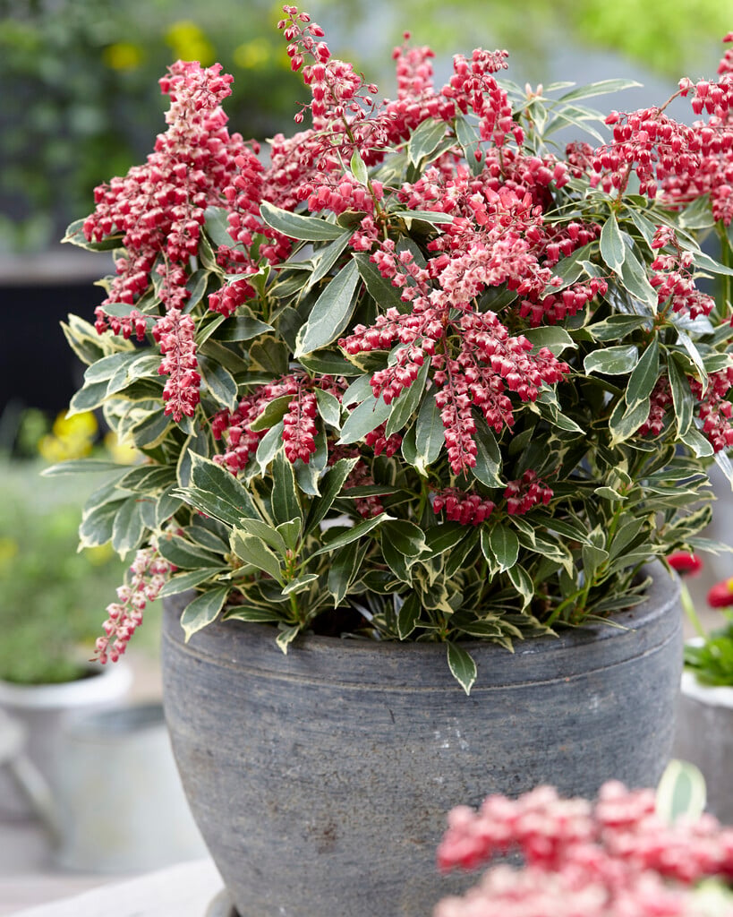 pieris 'Ralto'
