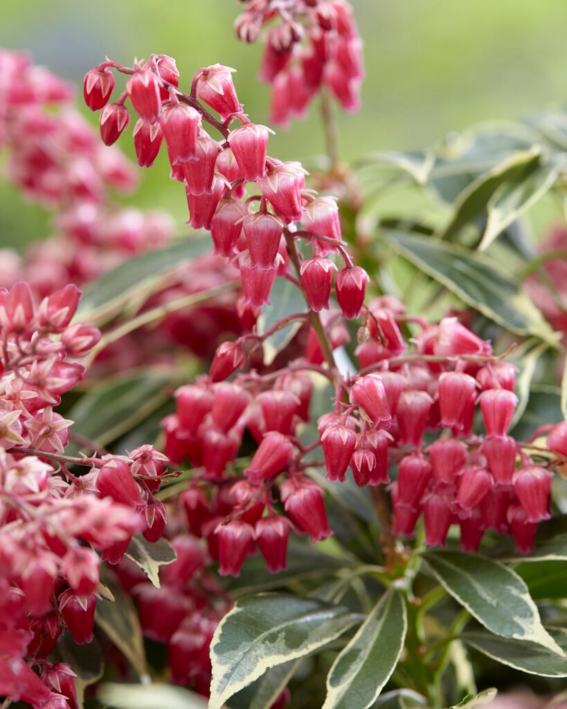 pieris 'Ralto'