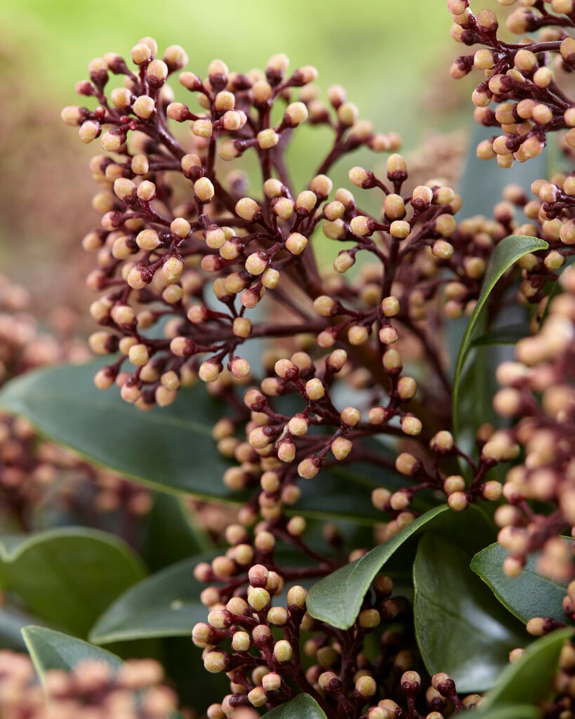 Japanese skimmia 'Bonfire'