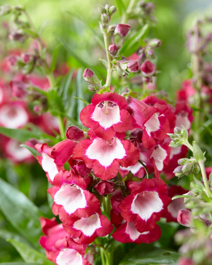 <i>Penstemon</i> [<span style="font-variant: small-caps;">Pentastic Red</span>] ('Yapruby') (Pentastic Series)
