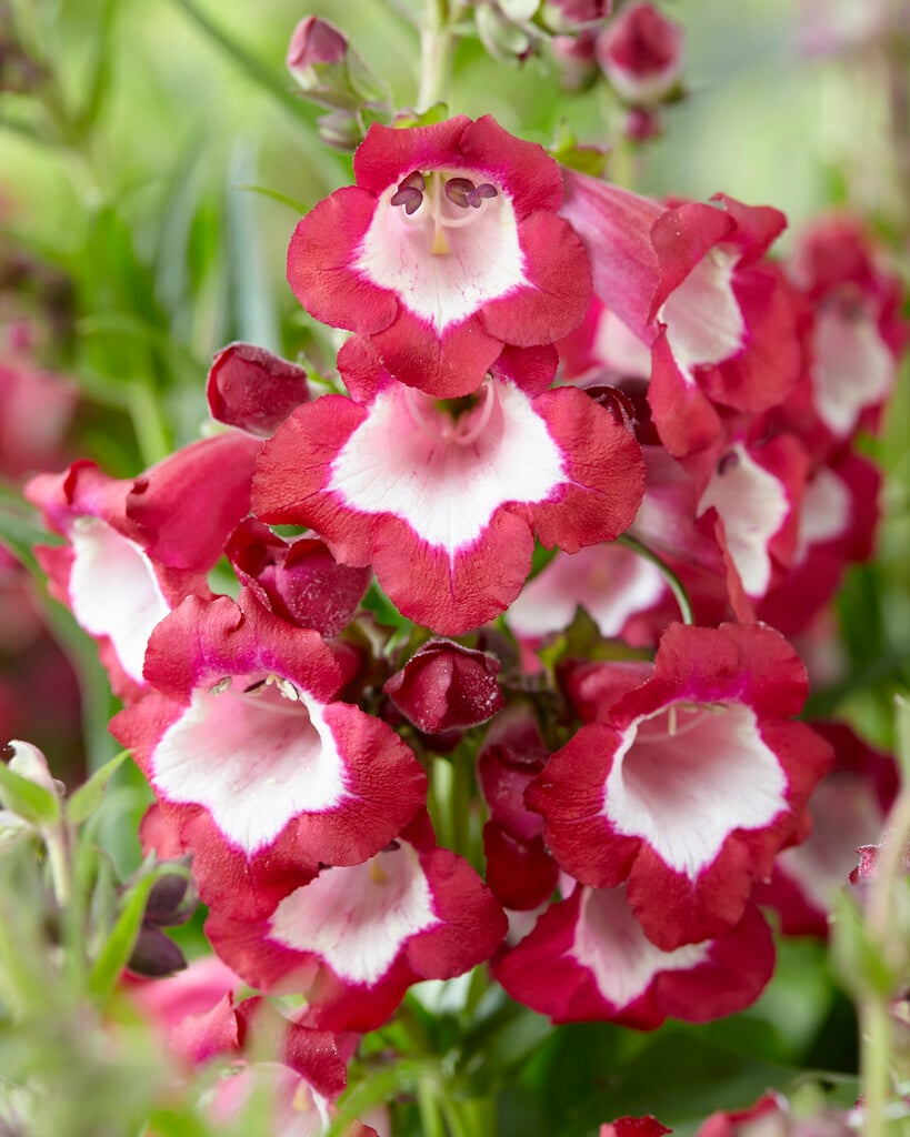 <i>Penstemon</i> [<span style="font-variant: small-caps;">Pentastic Red</span>] ('Yapruby') (Pentastic Series)
